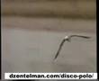 Kis Lech Stawski - Bia�a mewa