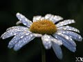Kenny G - Everlasting
