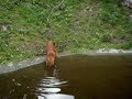 Kolm�rden-Dhole Play