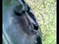 videos de wsk 125 saund