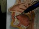 Human Upper Resp System