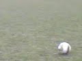voetbalgeweld