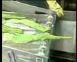 Aloe Vera - processo produzione Forever Living Products