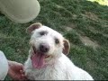 *ADOPTED* *Mumu 5329259 Humane Society Colorado Adopt