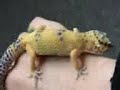 Juvie Leopard gecko growth