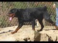 In memoria di Conan, cane maltrattato