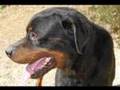 Appello per la cagnolina di Novi Velia (SA)
