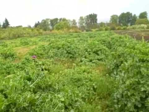 how to harvest milk thistle