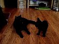 Manx Cats playing