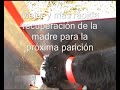 Comederos automáticos para terneros de tambo y cría que permite la trazabilidad desde el primer día, evitando la guachera tradicional con estacas. Ventajas: animales saludables, desleche precoz, rápida generación del rumen, reduce la mortalidad, evitar stress. Complemento perfecto para feed lot