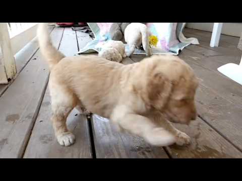 Puppies on the Porch