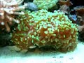 Peces y Corales