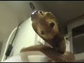 Nasty Surprise