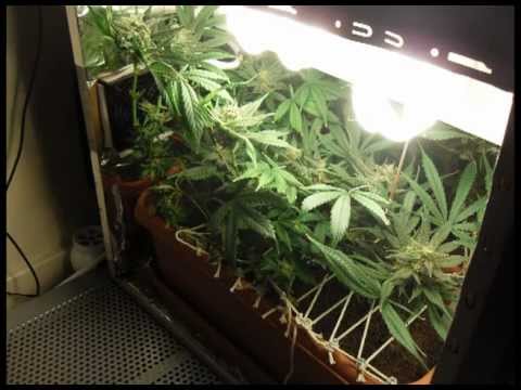 how to grow with a pc grow box