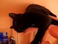 cat spit cat spit