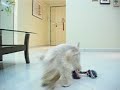 White Miniature Schnauzer - \