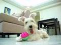 White Miniature Schnauzer - 'LaLa' Training and Playing