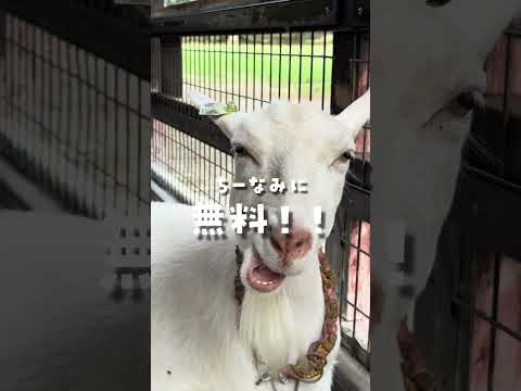 子供連れでコスパよく楽しめる山梨市