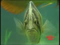 dats siamese tiger fish part 9