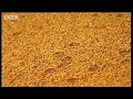 Weird fog in the Namib Desert - Dune - BBC Wildlife