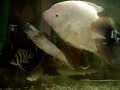 red tail giant gourami in a 1.8m tank with other fishes