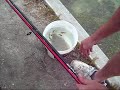 Gulf Flounder caught at Fort DeSoto Park