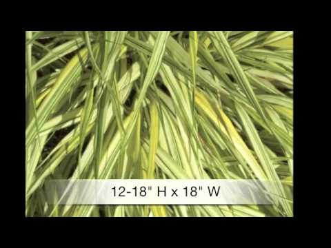 how to fertilize hellebores