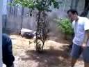 3 desocupados soltando bombas num jardim.