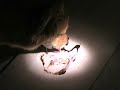 Dog Painting a Self Portrait