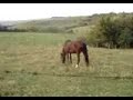 Você já comeu carne de cavalo, amiguinha?