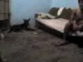 videos de Mi dog La nena