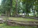 Hannah and Olivia Jumping In the Spinney