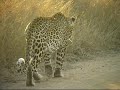 Leopard marking/ Luipaard Krugerpark