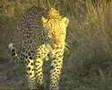 Leopard marking/ Luipaard Krugerpark 