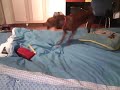 Cute Puppy called Snoopy barking