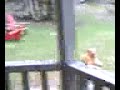 Cubbie vs. turkey Cubbie vs. turkey