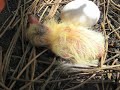 Birth of Dove Nestlings
