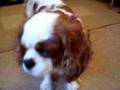 Cavalier King Charles Spaniel video