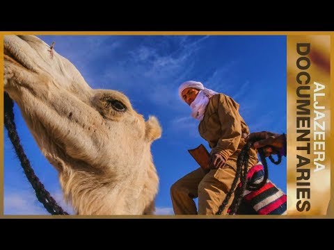 aljazeera - Wild camels in Australia are being culled because they are perceived to be an environmental problem and pests to farmers. Al Jazeera World goes to South Aust...
