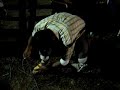FIESTAS TAURINAS - RITUAL ANTES DE MONTAR - JINETE EL VENENO