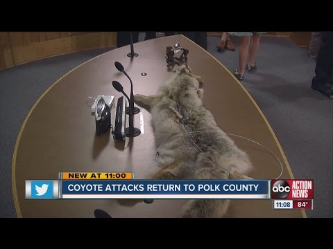 Residents demand help after several coyote attacks in Polk County