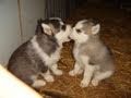 ZOMG! Puppies! and my new pet!!!