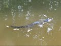 Baby Alligator on Fishing Trip Baby Alligator on Fishing Trip