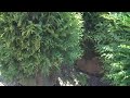 Chris Orser Landscaping 215-249-1236