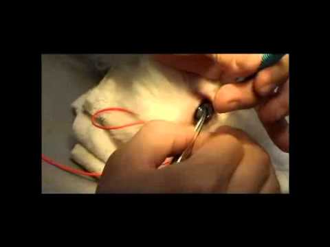 how to treat glaucoma in dogs