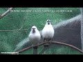 Click here to watch this video Philadelphia Zoo mcneil Avian Center - Bali Mynahs (and 2010 THEA Award)