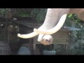 Ta Klang village deséléphants Thailande du Nord Est ( Tour du monde voyage voyages vacances sejour )