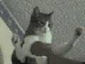 EL  GATO ESCALADOR
