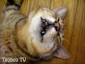 ツネオ君の涼しいにゃ♪ cool cat tsuneo