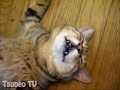 ツネオ君の涼しいにゃ♪ cool cat tsuneo